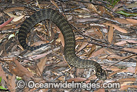Common Death Adder buried in leaf litter Photo - Gary Bell