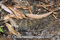 Common Death Adder in leaf litter Photo - Gary Bell