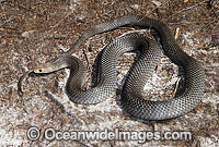 Eastern Brown Snake Photo - Gary Bell