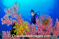 Scuba Diver with Gorgonian Fan Coral Photo - Gary Bell