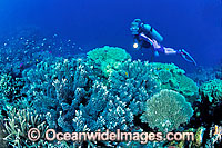 Scuba Diver Photo - Gary Bell