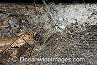 Web retreat entrance of a Funnel-web Spider Photo - Gary Bell