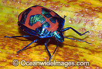 Harlequin Bug Photo - Gary Bell