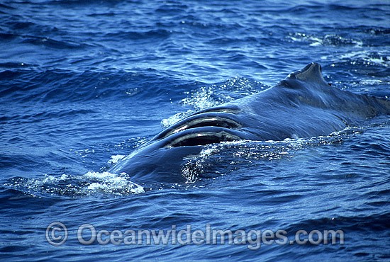 Humpback Whale with propellor wounds on back photo