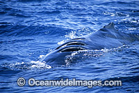 Humpback Whale with propellor wounds on back Photo - Mark Simmons