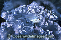 Moon Jellyfish and Warhou Photo - Gary Bell