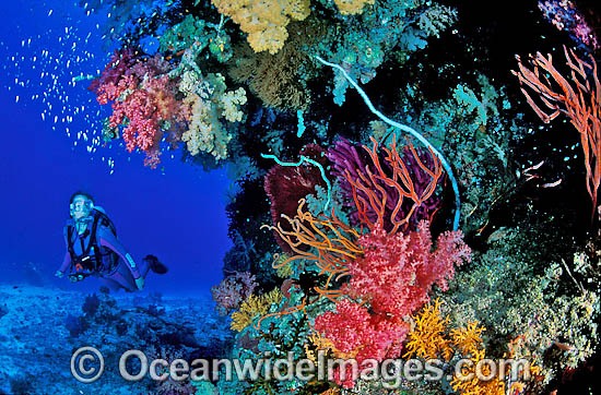 Scuba Diver on Great Barrier Reef photo