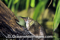 Duck-billed Platypus Ornithorhynchus anatinus Photo - Gary Bell