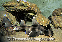 Crested Horn Shark Heterodontus galeatus Photo - Gary Bell