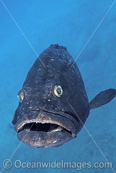 black cod fish