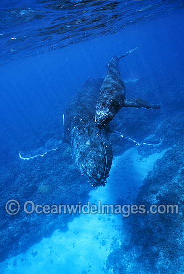 Humpback Whale mother with calf underwater photo