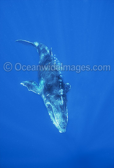 Humpback Whale calf underwater photo