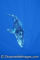 Humpback Whale calf underwater Photo - Gary Bell