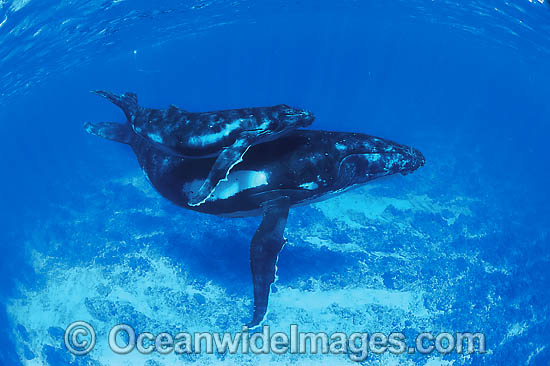 Humpback Whale mother with calf underwater photo