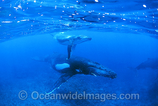 Humpback Whale mother calf underwater photo