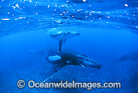 Humpback Whale mother calf underwater Photo - Gary Bell