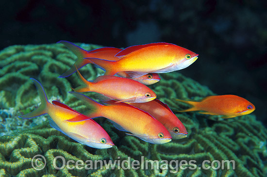 Redfin Anthias and Coral photo