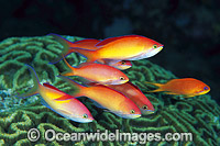 Redfin Anthias and Coral Photo - Gary Bell