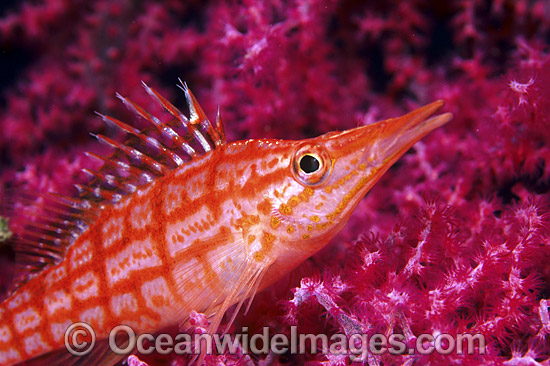 Long-nose Hawkfish on Fan Coral photo