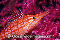 Long-nose Hawkfish on Fan Coral Photo - Gary Bell