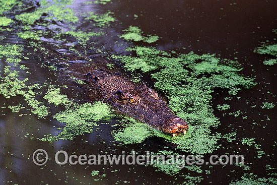 Estuarine Crocodile in attack mode photo