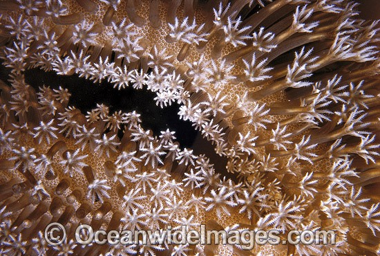 Mushroom Leather Coral photo
