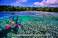 Snorkeler with Blue Sea Star Photo - Gary Bell