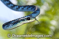 Green Tree Snake Dendrelaphis punctulata Photo - Gary Bell