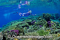 Snorkeller Coral reef Photo - Gary Bell