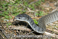 Rough-scaled Snake Tropidechis carinatus Photo - Gary Bell