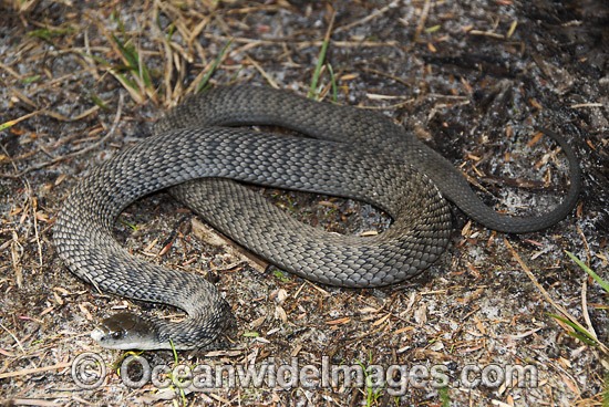 Rough-scaled Snake Tropidechis carinatus photo