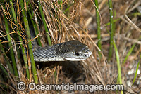 Rough-scaled Snake Tropidechis carinatus Photo - Gary Bell