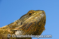 Central Bearded Dragon Pogona vitticeps Photo - Gary Bell