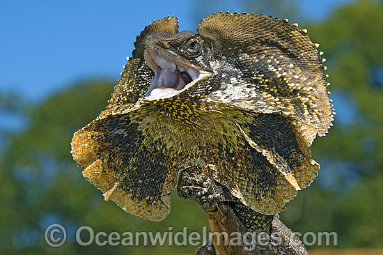 Frilled-neck Lizard defensive display photo