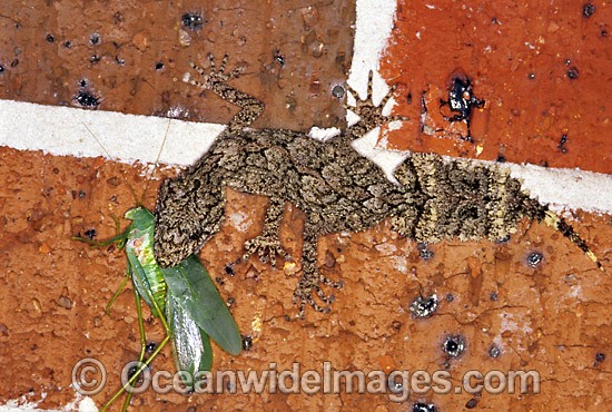 Leaf-tailed Gecko eating Grasshopper photo
