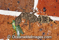 Leaf-tailed Gecko eating Grasshopper Photo - Gary Bell