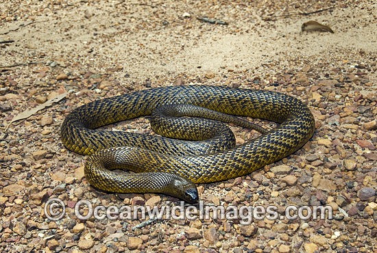Fierce Snake Oxyuranus microlepidotus photo