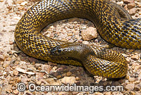 Fierce Snake Photo - Gary Bell