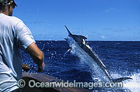 Fisherman reeling in Black Marlin Photo - John Ashley