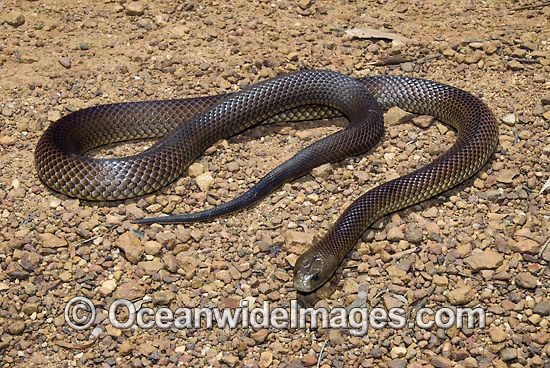King Brown Snake Pseudechis australis photo
