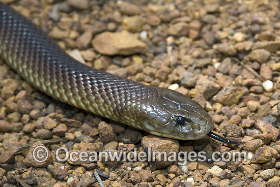 Copperhead Snake Australia
