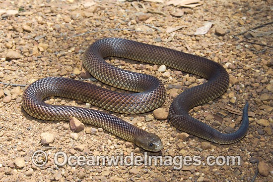 Mulga Snake Pseudechis australis photo