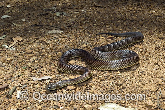 King Brown Snake photo