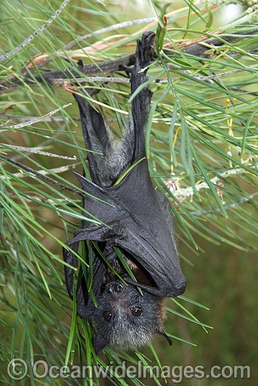 Fruit Bat Pteropus poliocephalus photo