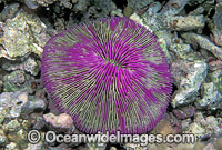 Mushroom Coral Fungia sp. Detail Photo - Gary Bell