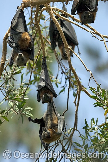 Grey-headed Flying-fox colony photo