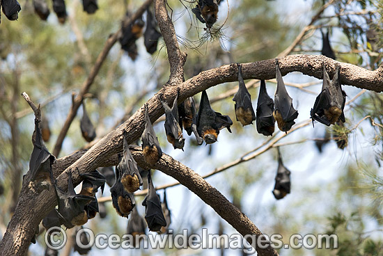 Fruit bat colony photo