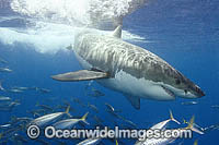 Great White Shark Carcharodon carcharias Photo - Andy Murch