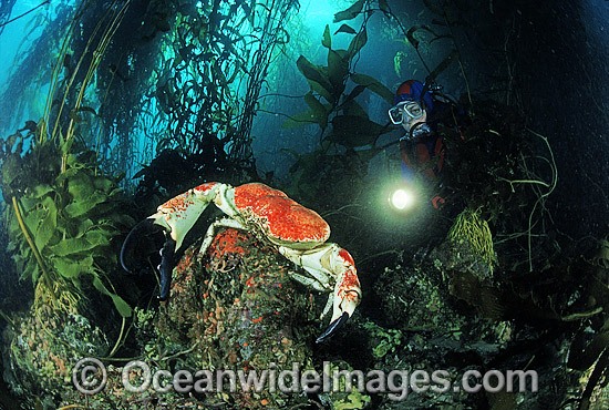 Scuba Diver with Giant Crab photo