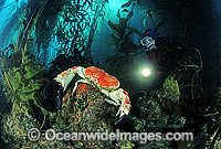 Scuba Diver with Giant Crab Photo - Gary Bell